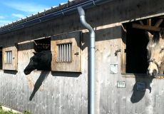 Voltigiergruppe St. Stephan