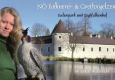 NÖ Falknerei- & Greifvogelzentrum im Schloß Waldreichs
